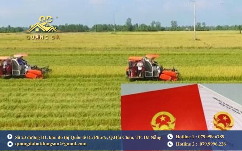 Muốn chuyển đổi đất trồng lúa sang đất ở, cần điều kiện gì?