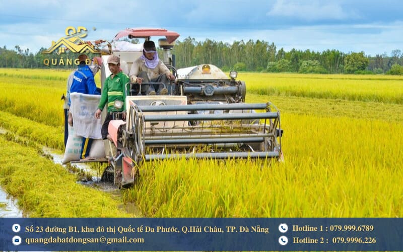 Quy trình, thủ tục chuyển mục đích từ đất trồng lúa sang đất thổ cư