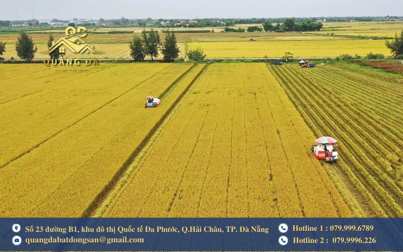 Phí, lệ phí chuyển đổi mục đích sử dụng đất trồng lúa