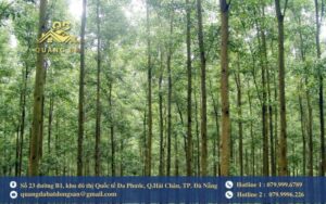 Đất rừng sản xuất là gì? Ký hiệu RSX có ý nghĩa gì?